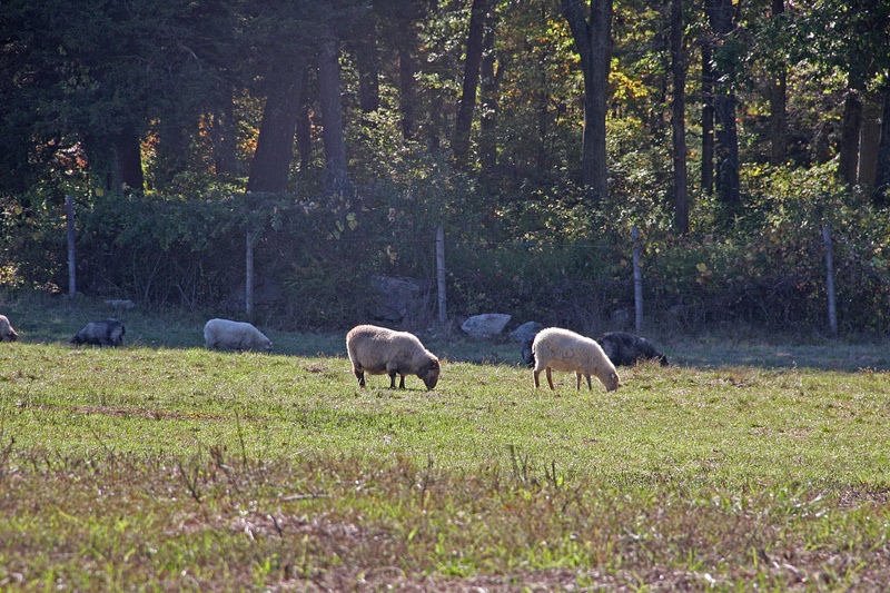 Icelandic Sheep, Wier River Farm