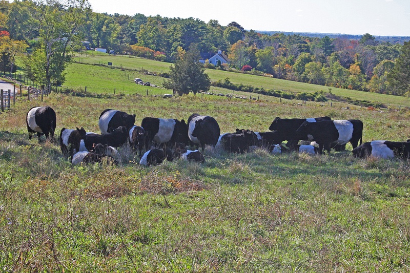 A herd of Belted Galloway Cows at Wier River Farm