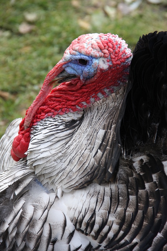 This friendly turkey followed us around the monastery grounds