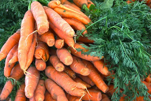 Fresh carrot harvest by ThomasCarroll235
