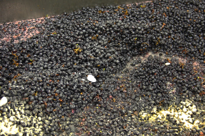 Early stage wine at Walla Walla Vintners production facility