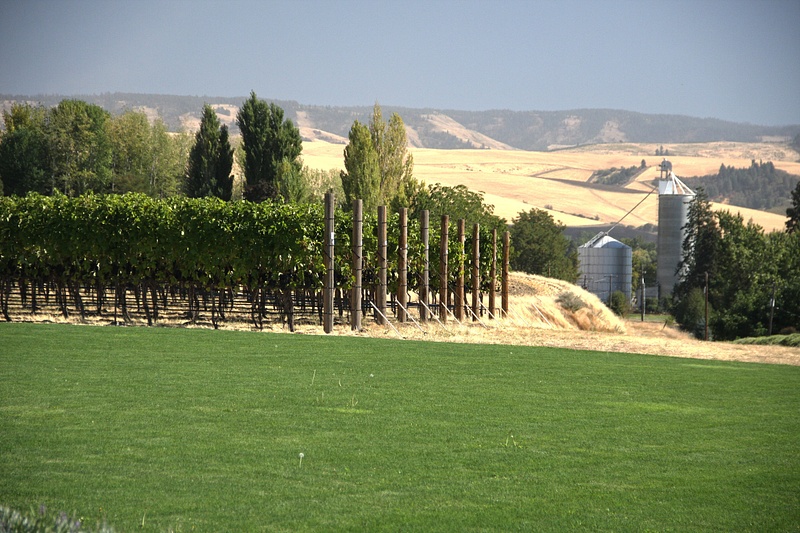 The vineyards of Walla Walla Vintners