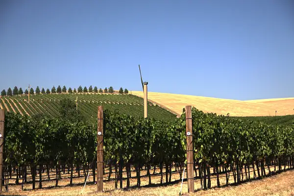 Vineyards of aMaurice Cellars by ThomasCarroll235