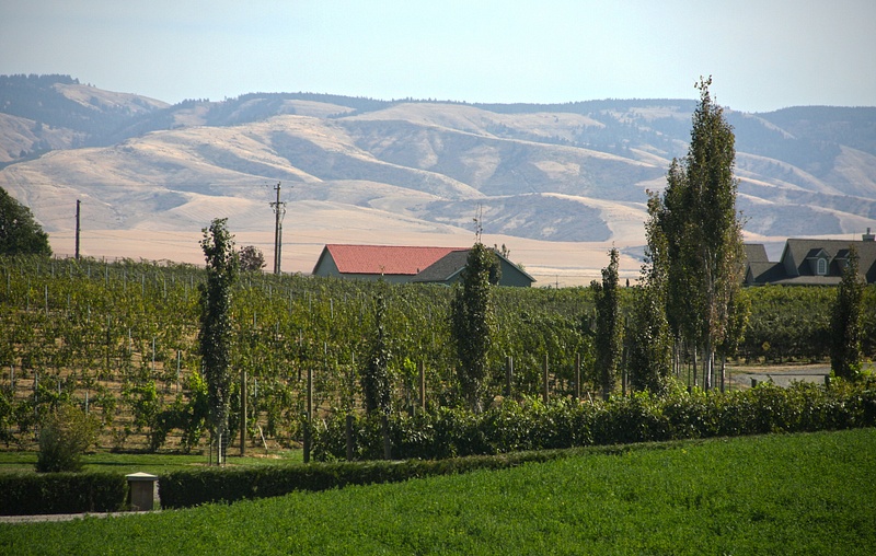 The Vineyards of Northstar Winery. The Blue Mountains beyond.