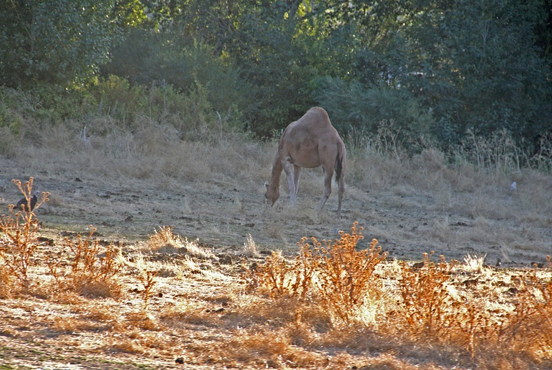 A camel (!) in western Washington