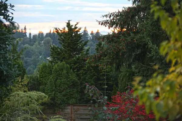 Sun tipped conifers-The view from Andy's and Marci's by...
