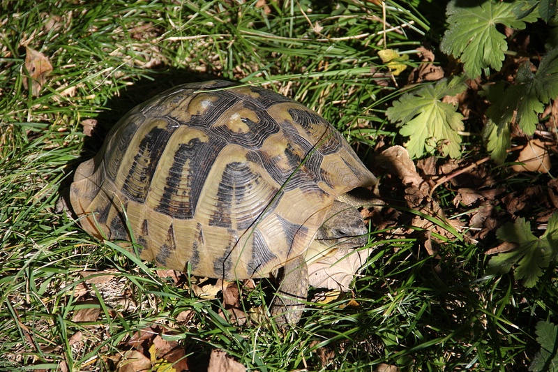 Bulgarian Box Turtle