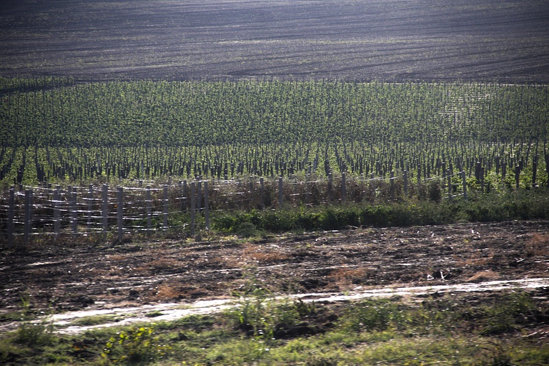 A Bulgarian vineyard