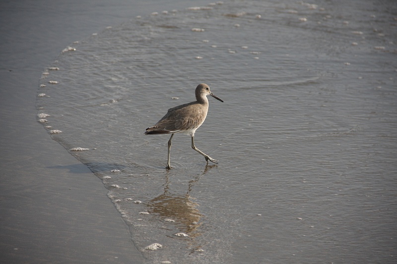 A Willet tests the water