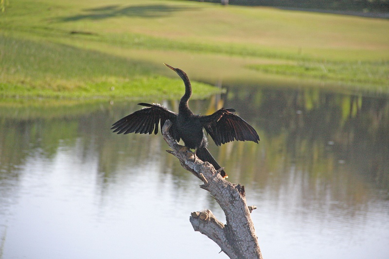 A Cormorant dries his wings at Flamingos GC