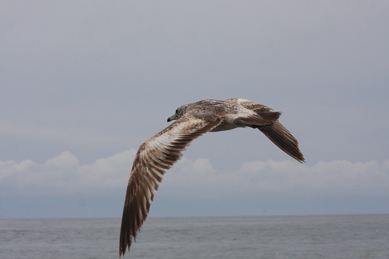 A gull in flight over Banderas Bay