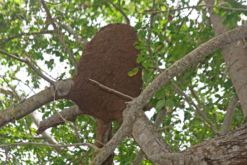 A giant termite nest in a grove of trees near Bucarias