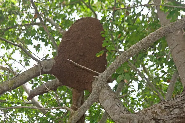 A giant termite nest in a grove of trees near Bucarias...