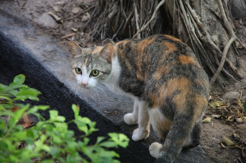 Pussy Cat on the resort grounds