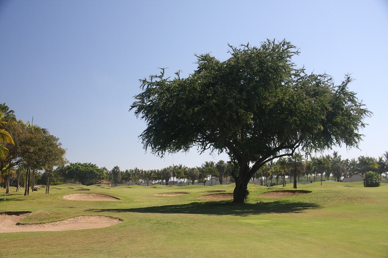 A troublesome tree right in the middle of the fairway