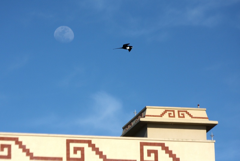 The moon and a frigate bird over the Paradise Village Resort