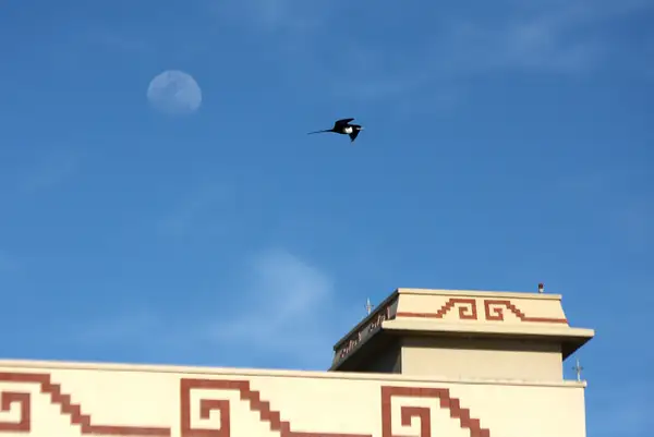 The moon and a frigate bird over the Paradise Village...