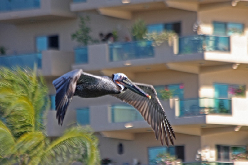 A Pelican cruises past the Paradise Village resort