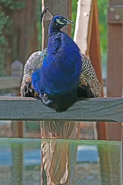 A peacock guardian