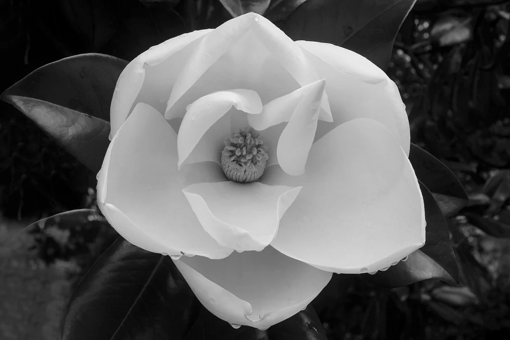 _MG_5340edited2MagnoliaC10
