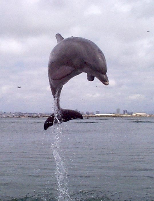 dolphin_jump