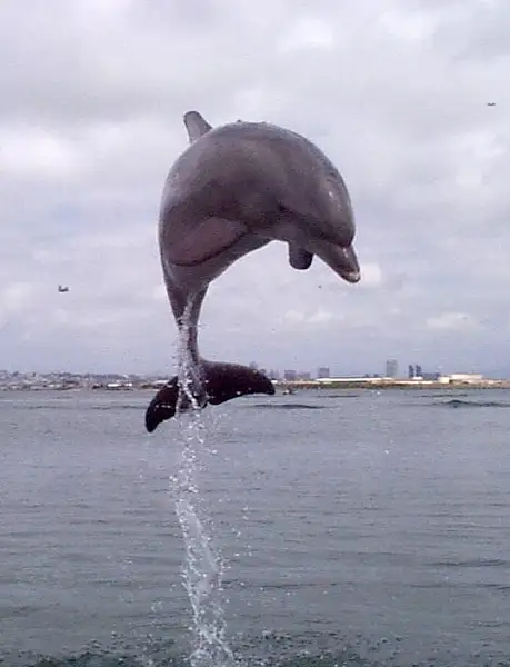 dolphin_jump by SlickTester