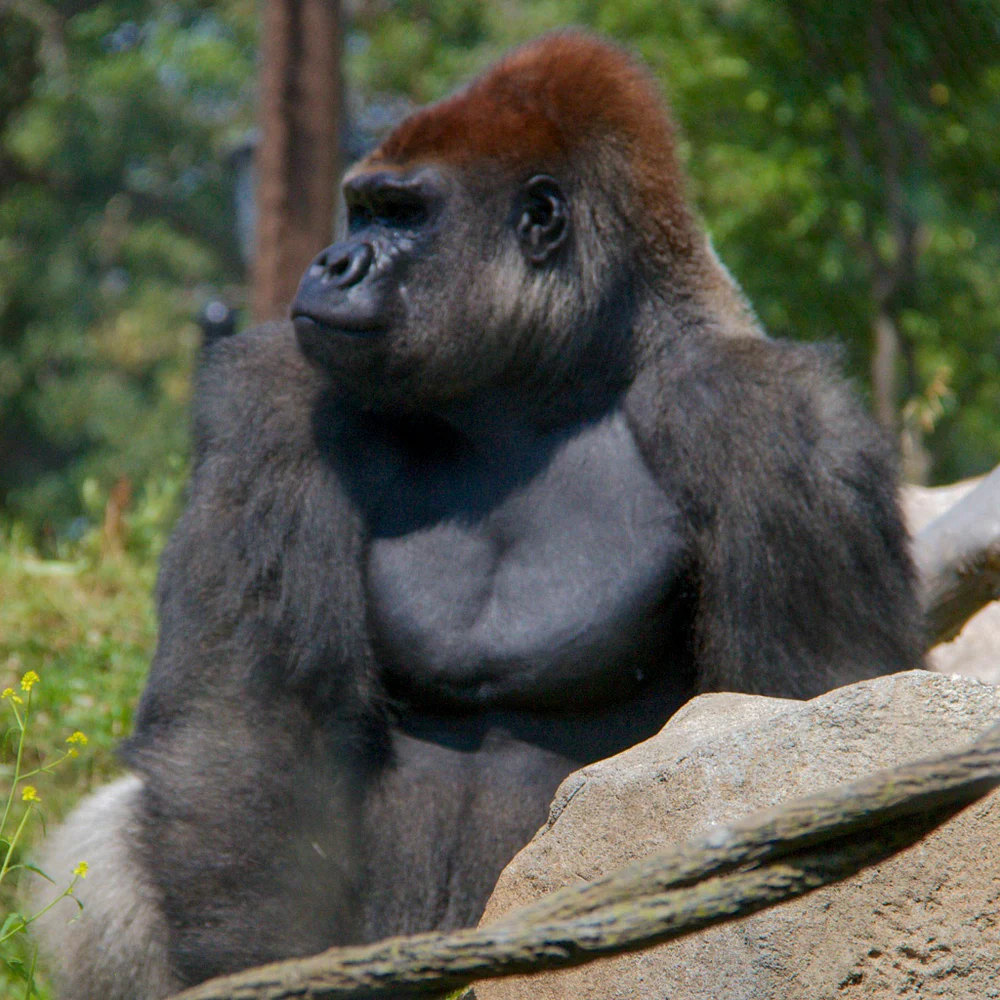 zoo-como-park-2014-08-02-008
