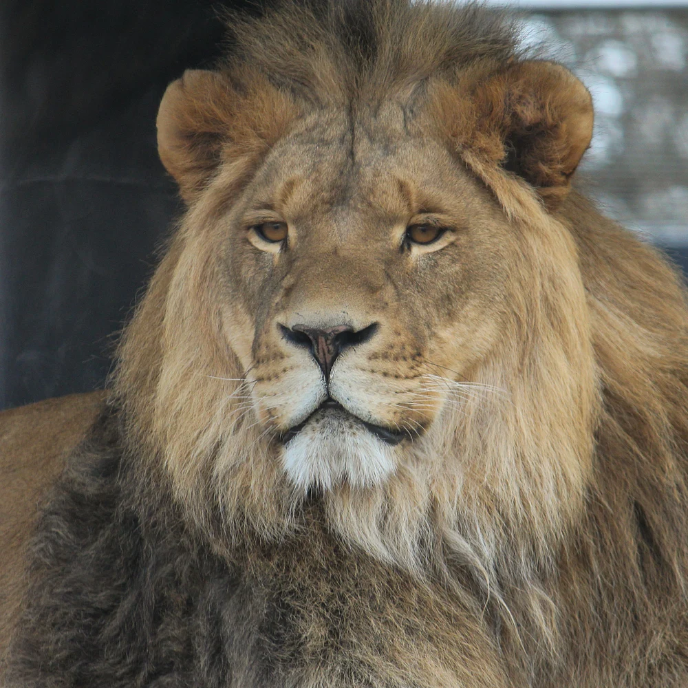 animals-zoo-ap-2011-04-23-029