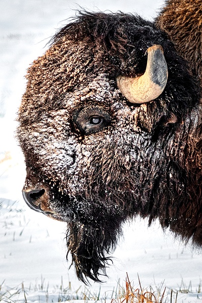Powder Face-1 - Wildlife - Don Gardner Photography