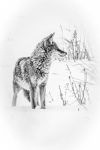 Praire Wolf - Wildlife - Don Gardner Photography