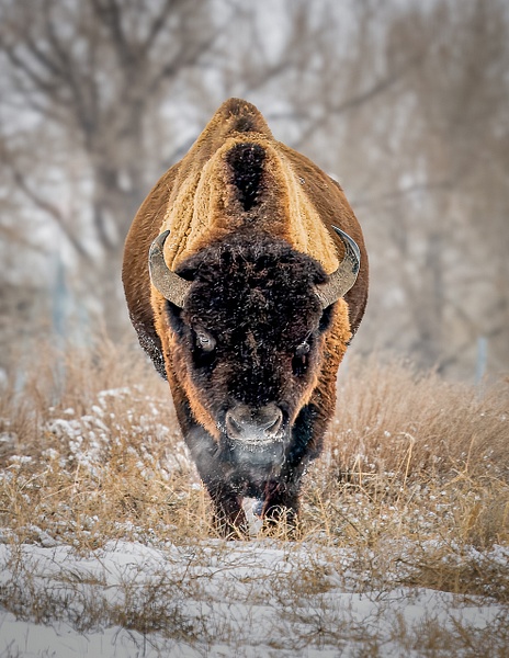 Steam Roller-1 - Wildlife - Don Gardner Photography