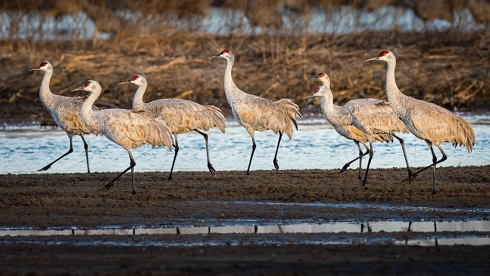 Strolling Cranes