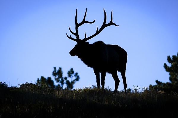 King Of The Hill - Wildlife - Don Gardner Photography