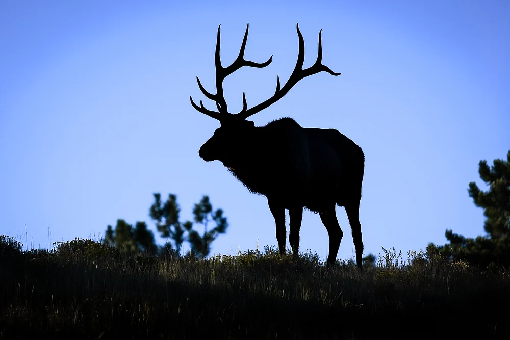 King Of The Hill