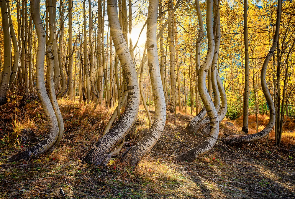 Dancing Aspens
