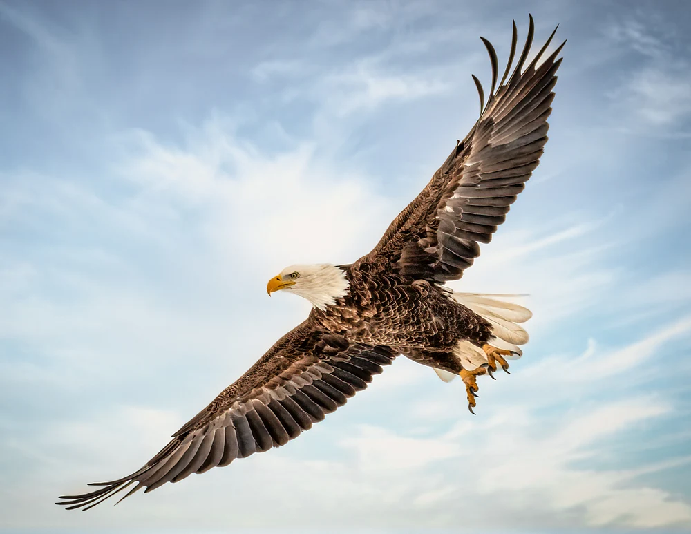 2019_11_30_Bald Eagle at RMANWR_0010-PSEdit-TSEdit-LAIEdit