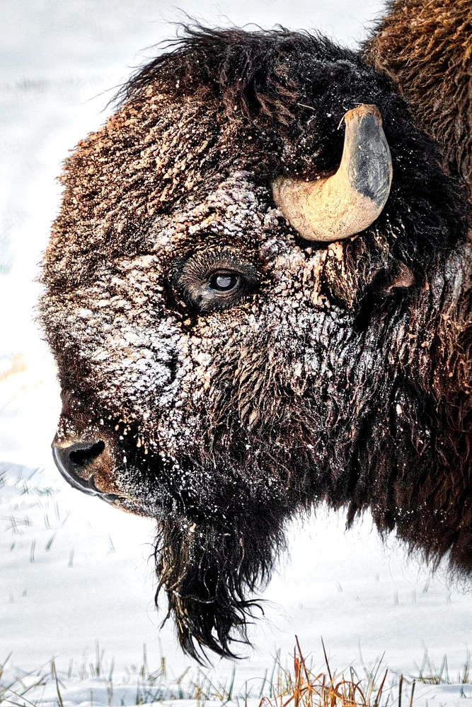 2019_04_11_RMA Bison_0001-Edit