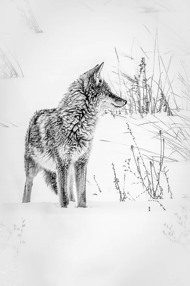 2020_02_10_Backyard Coyote_0002-Edit-Edit-PSEdit-2