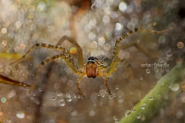 Spider by SeptianPutrapratama