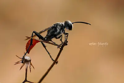 Insect ( Macrography )