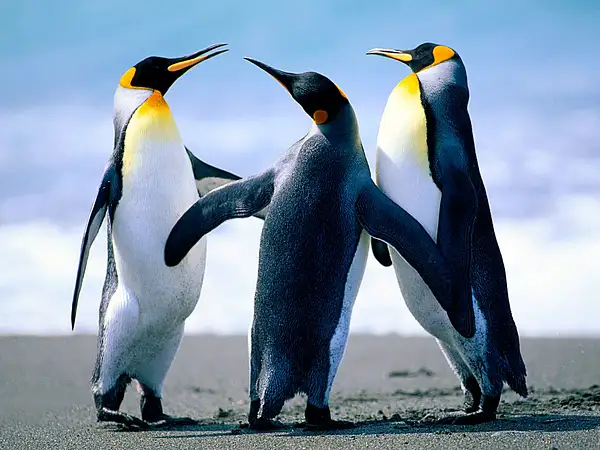Penguins by Deepika