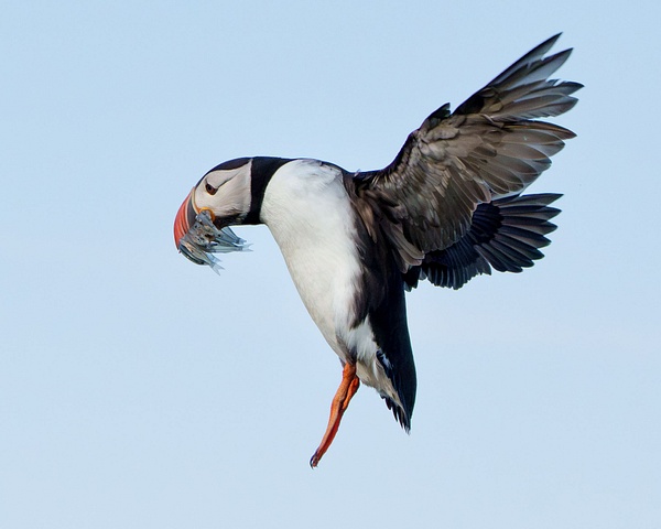 Puffin with Sand Eels - Homepage - Jan Lightfoot