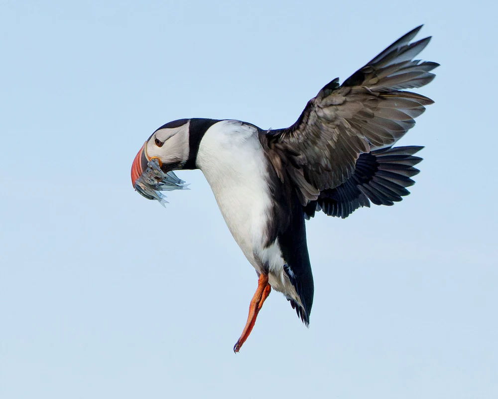 Puffin with Sand Eels