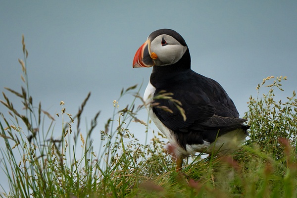 Puffin Portrait - Homepage - Jan Lightfoot
