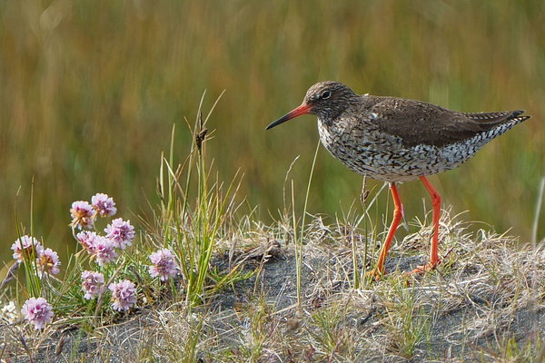 Common Redshank - Homepage - Jan Lightfoot