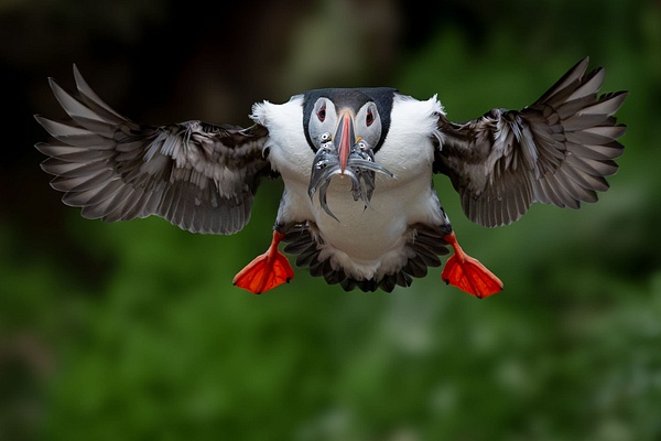 Coming Home with Dinner - Homepage - Jan Lightfoot