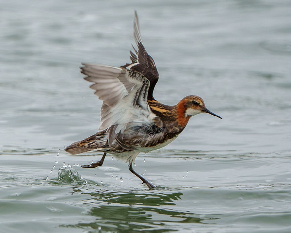 Dancing Red-necked Phalarope - Homepage - Jan Lightfoot