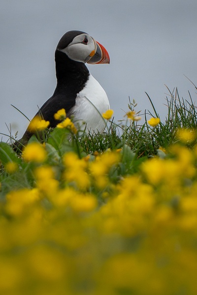 Puffin in Bloom - Homepage - Jan Lightfoot