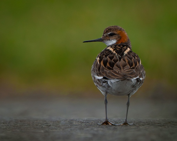 Red-necked Phalarope - Homepage - Jan Lightfoot