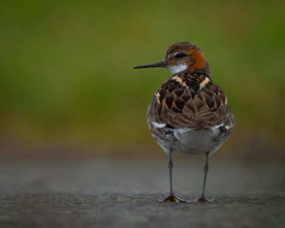 Red-necked Phalarope